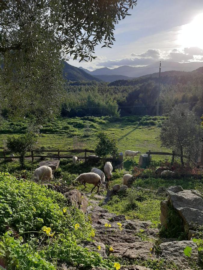 S'Imbragu Farm B&B Tortolì Esterno foto