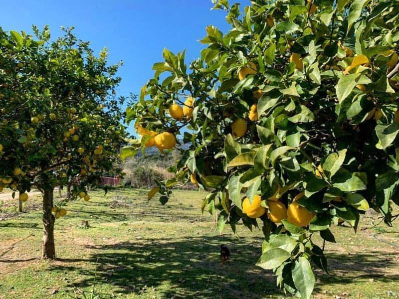 S'Imbragu Farm B&B Tortolì Esterno foto