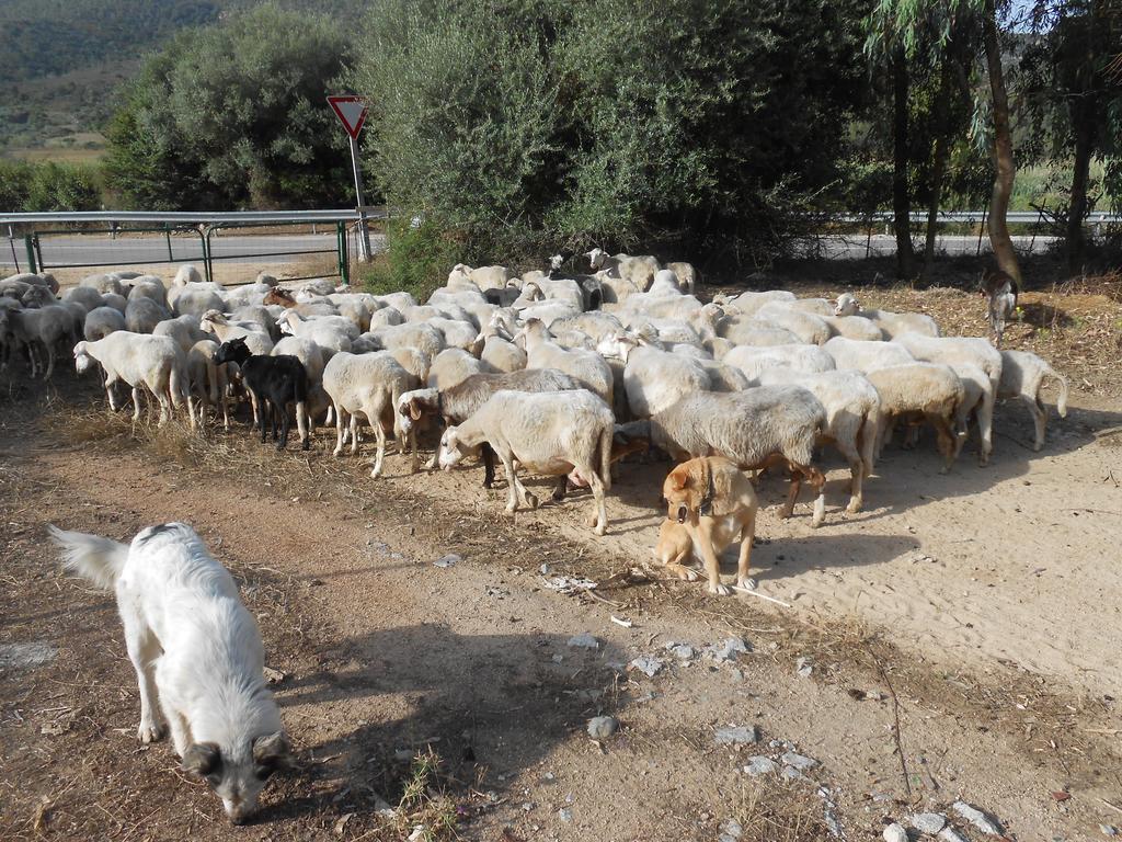 S'Imbragu Farm B&B Tortolì Esterno foto